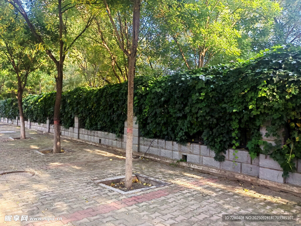 绿荫环绕的宁静街道