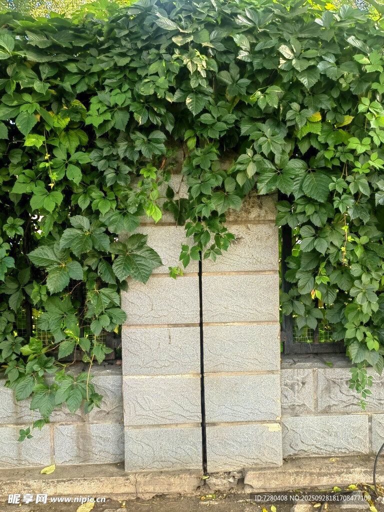 爬山虎