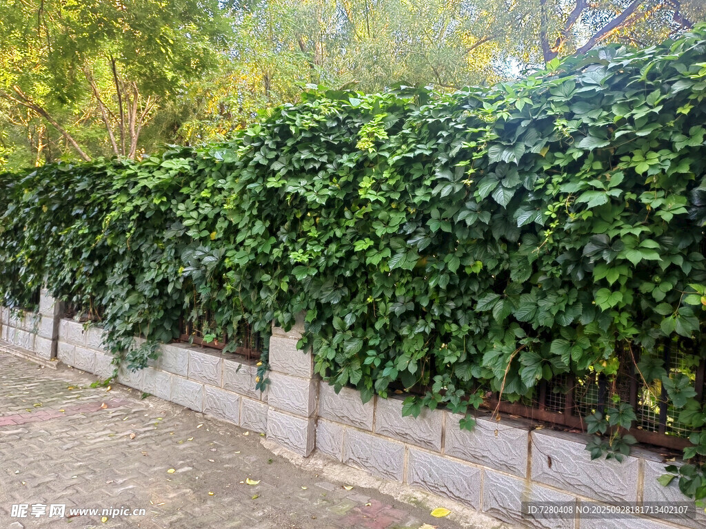 石墙边繁茂的绿色藤蔓