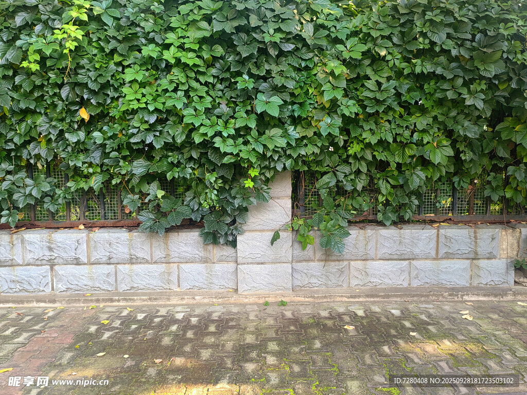 爬山虎