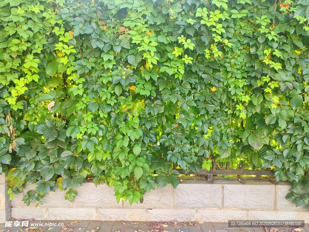 爬山虎
