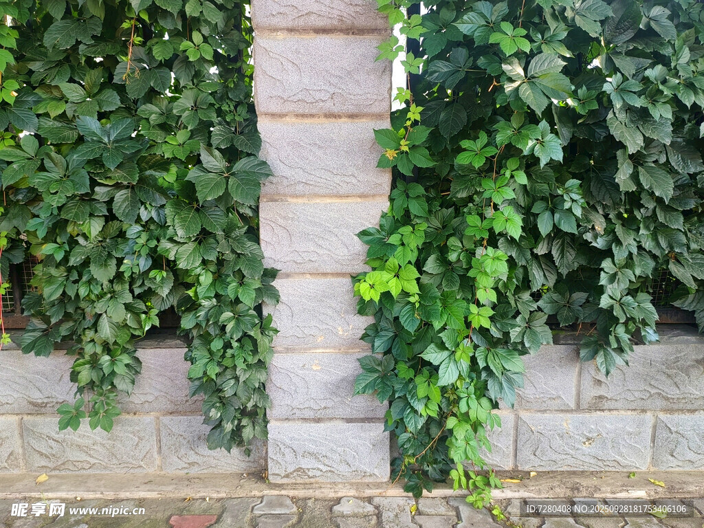 石墙攀爬的翠绿藤蔓植物