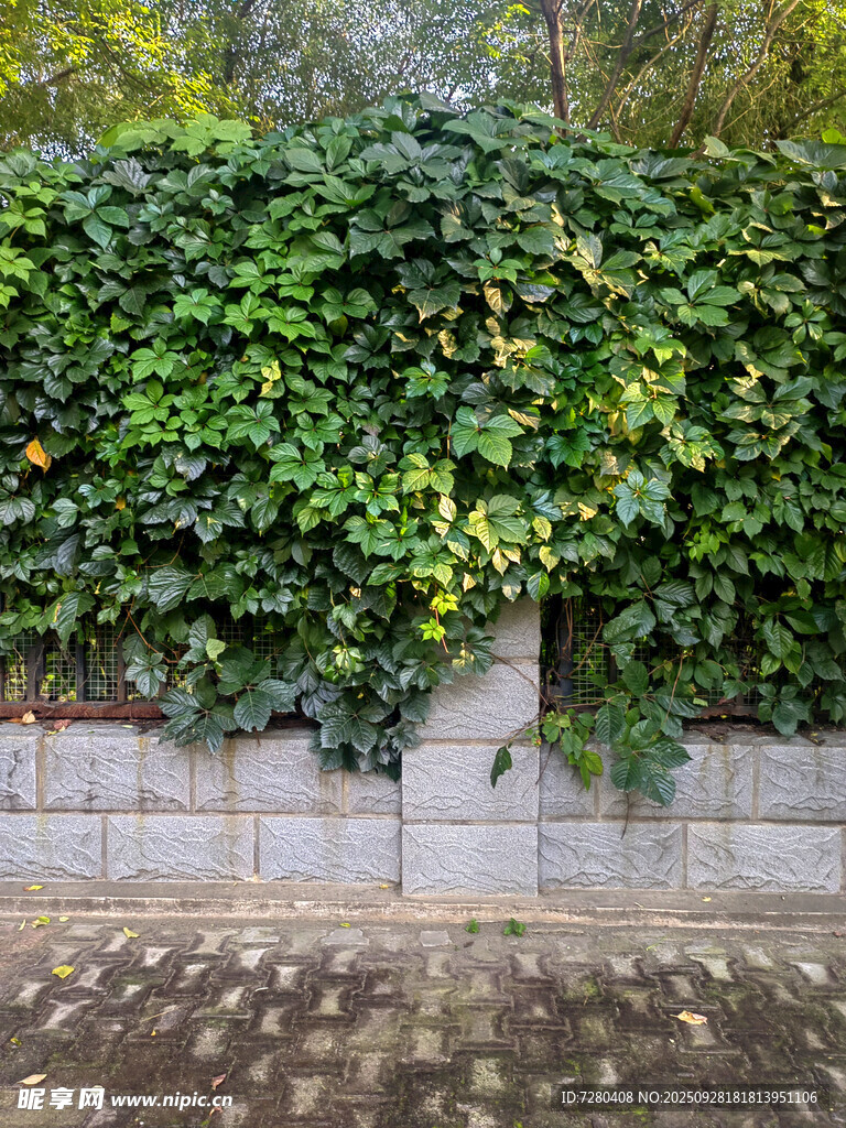 石墙边繁茂的绿色藤蔓