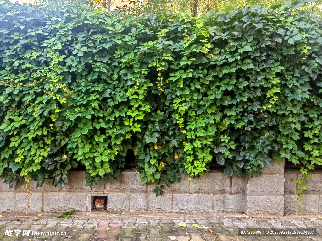 爬满绿植的古朴砖墙