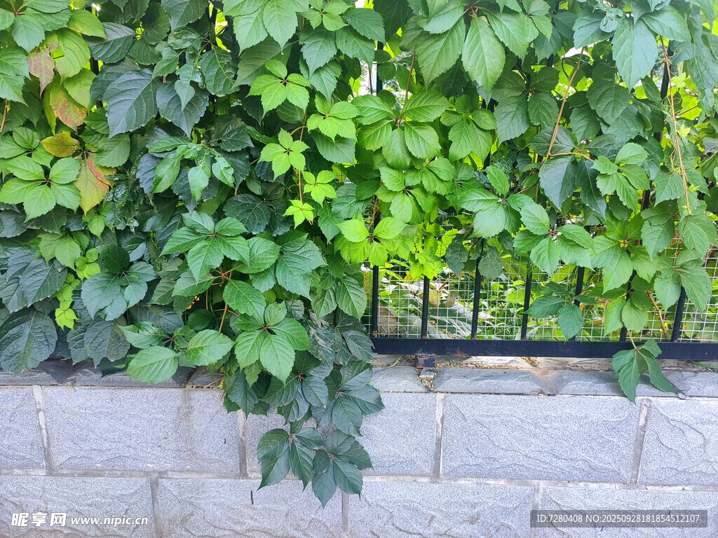 爬山虎
