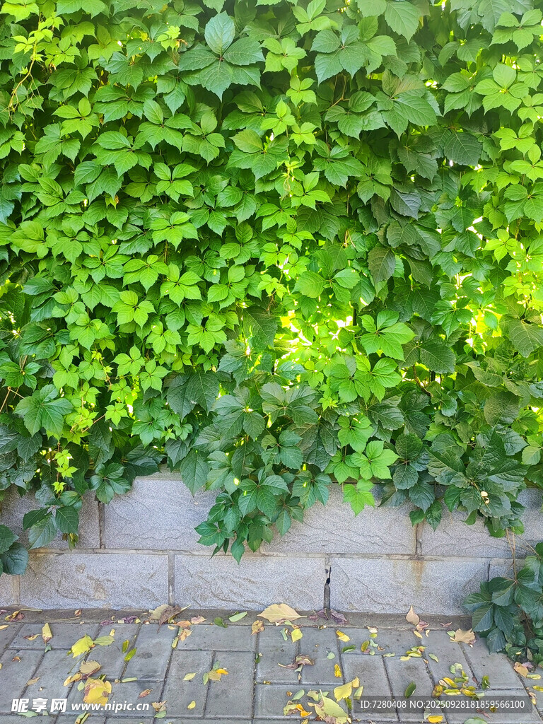 爬山虎