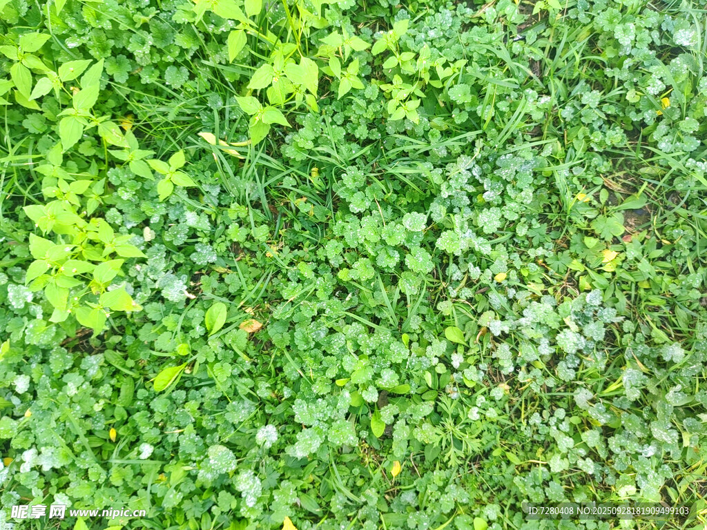 绿色植被