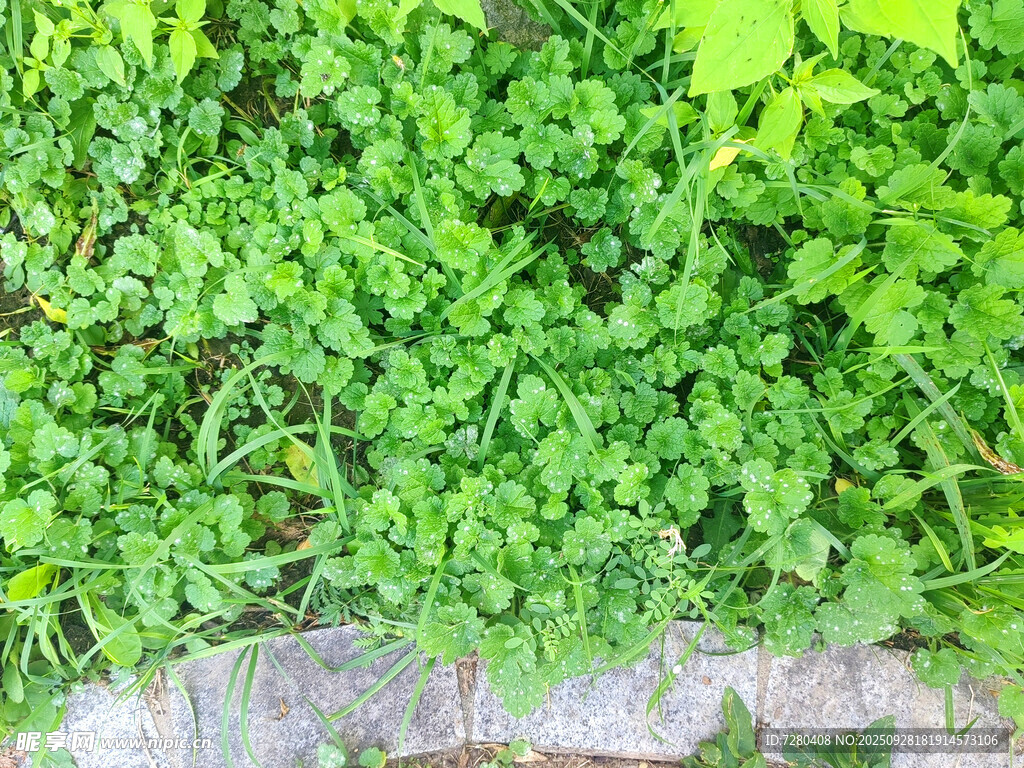 墙边翠绿植物生机盎然