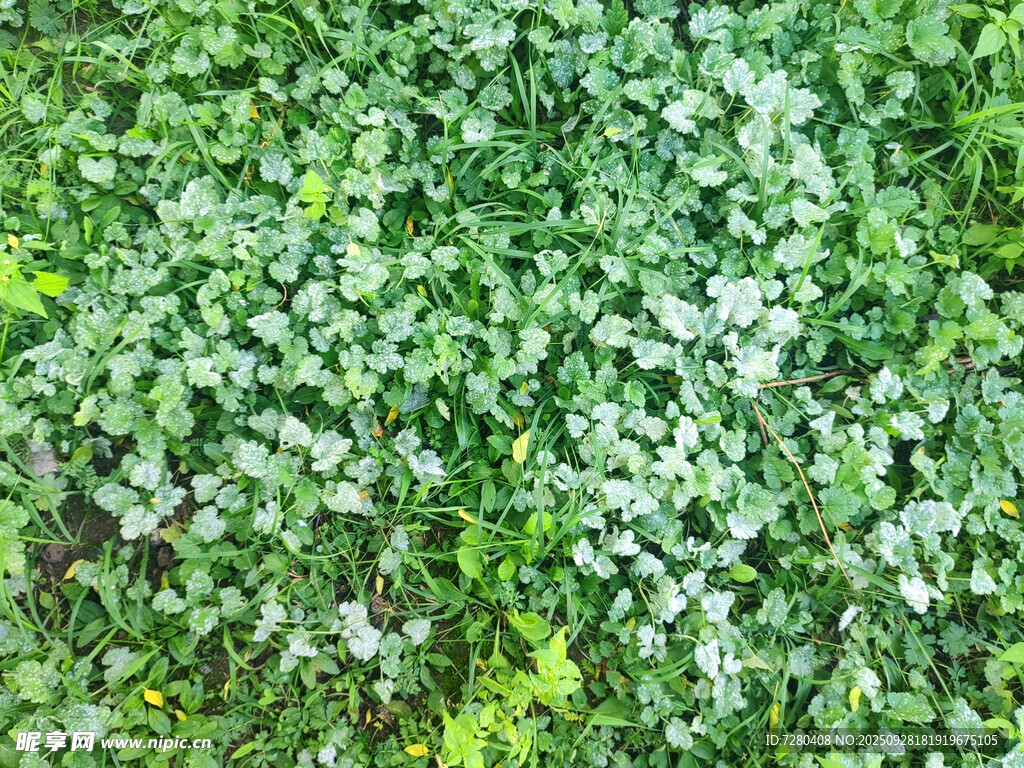 翠绿繁茂的地面植物景观