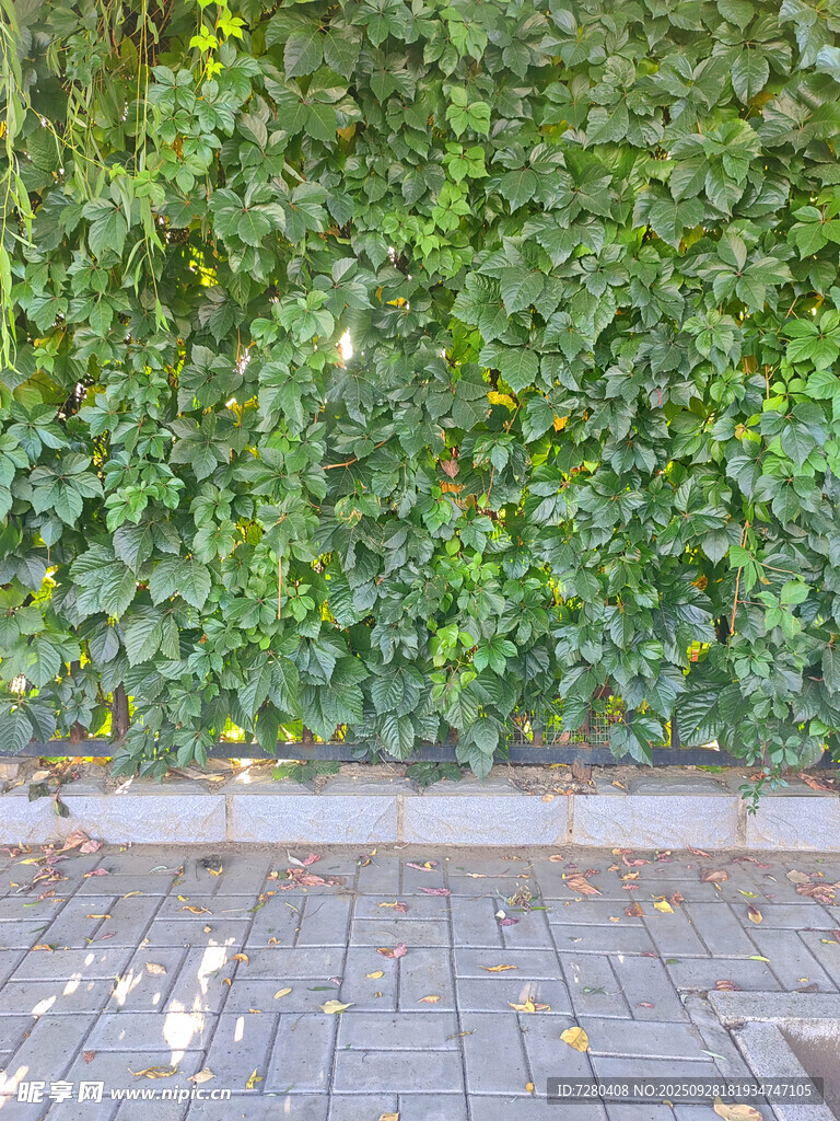 砖墙边的翠绿藤蔓植物