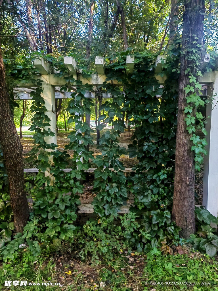 爬山虎