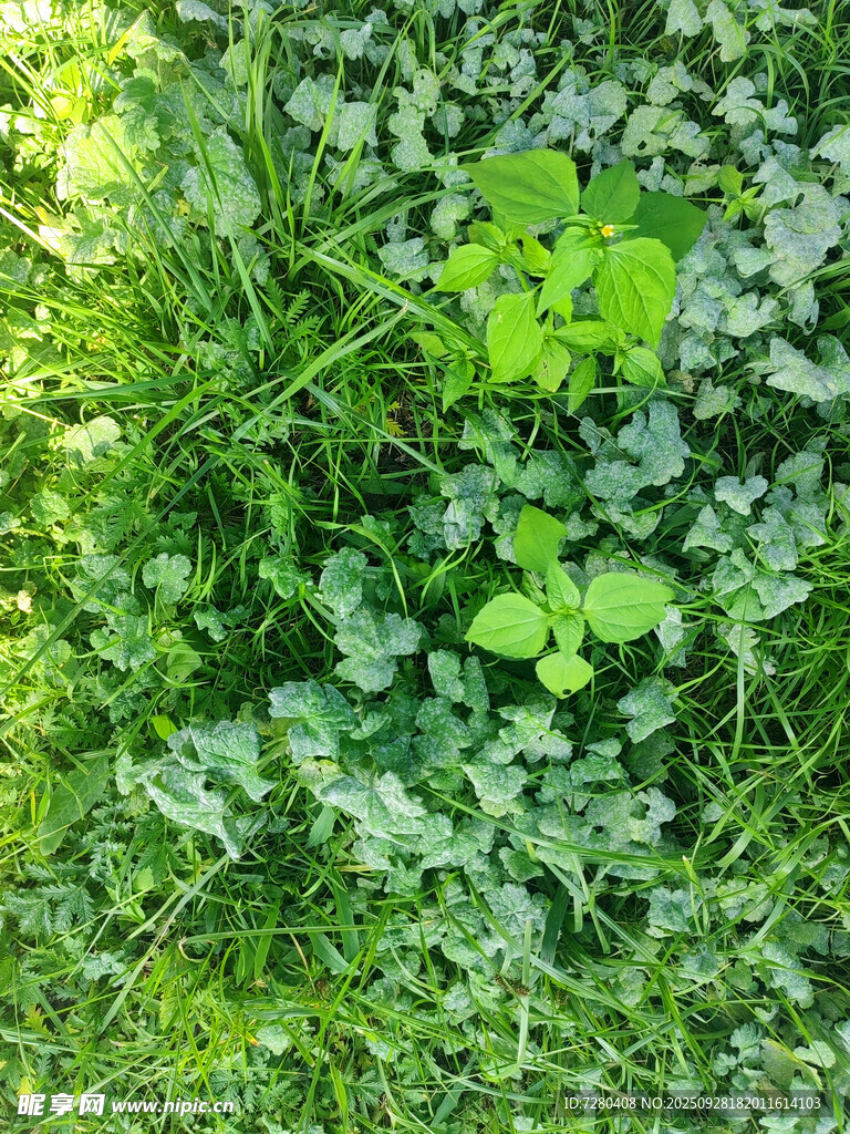 翠绿草地中的清新植物