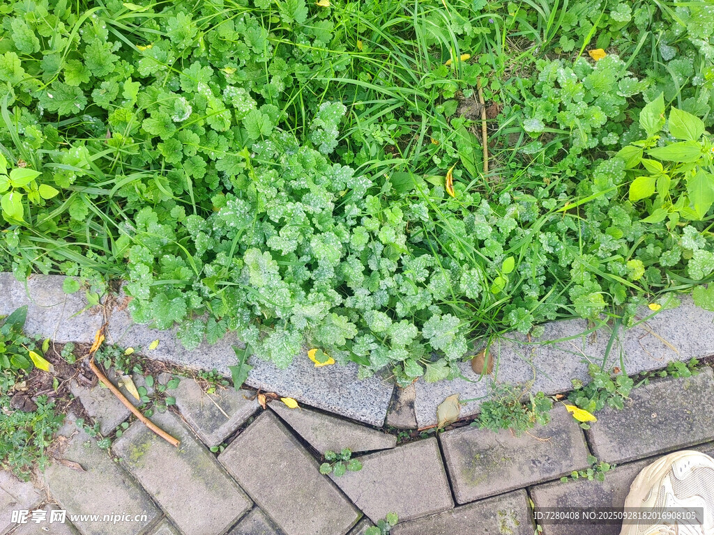 砖缝间的蓬勃绿植