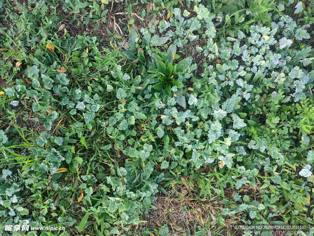 地面繁茂绿植景观