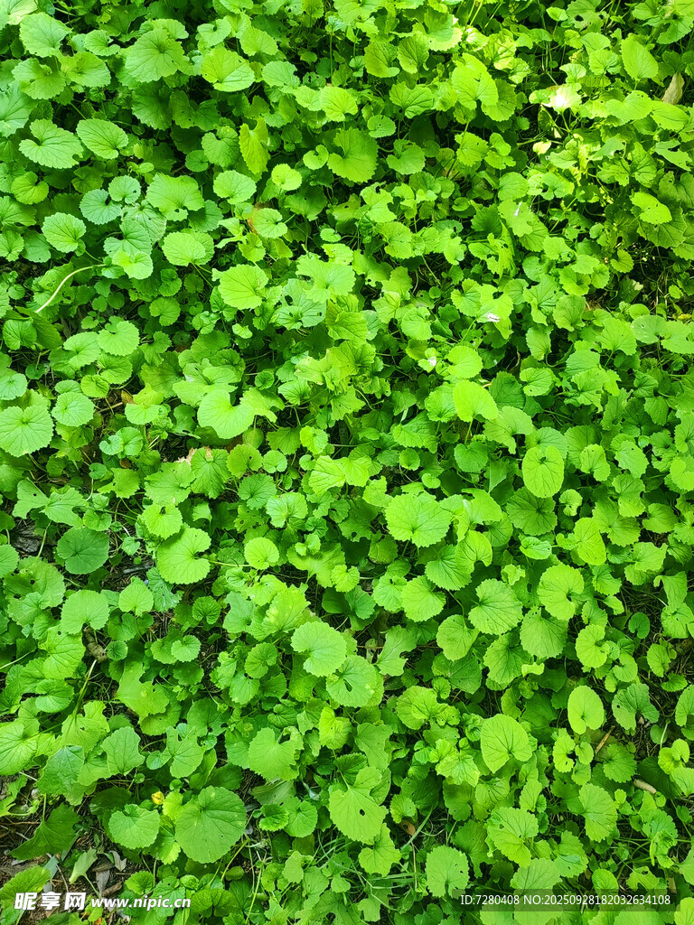 翠绿茂盛的绿叶植物墙