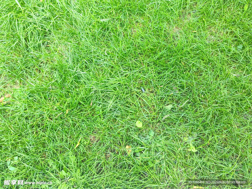翠绿草地