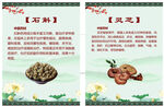 中药知识科普石斛与灵芝