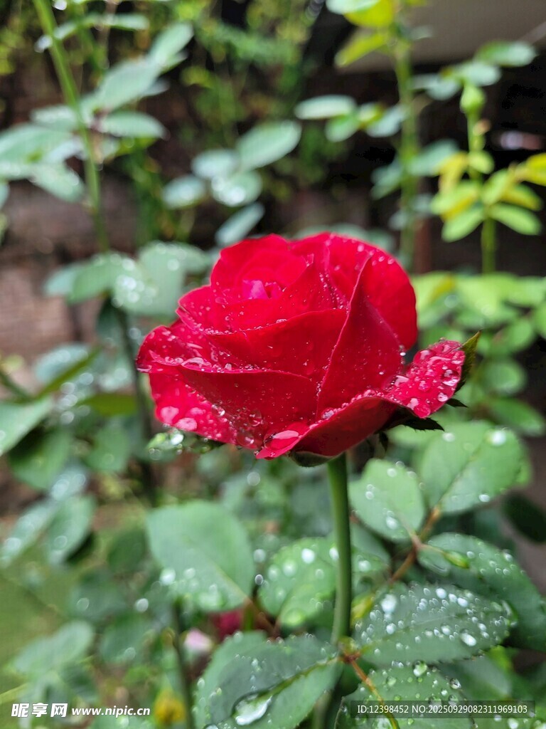 带露红玫瑰娇艳欲滴