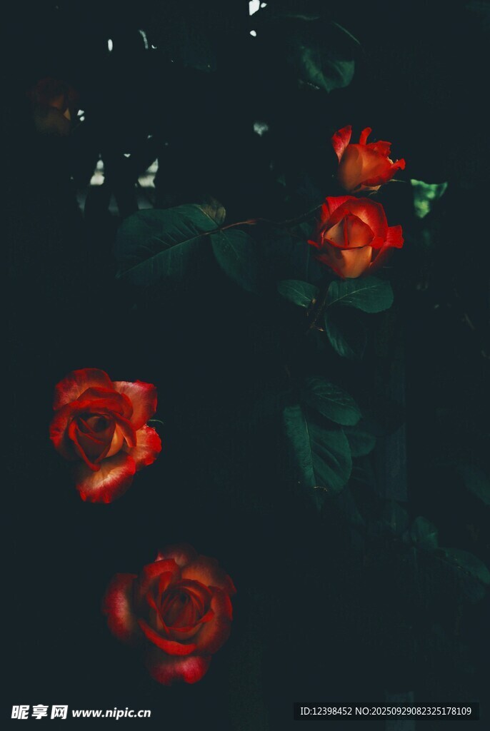 暗夜中的娇艳红玫瑰