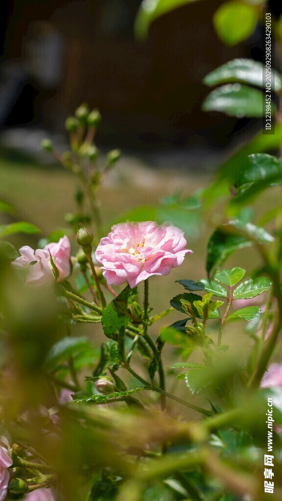 粉色繁花绽放于绿意间