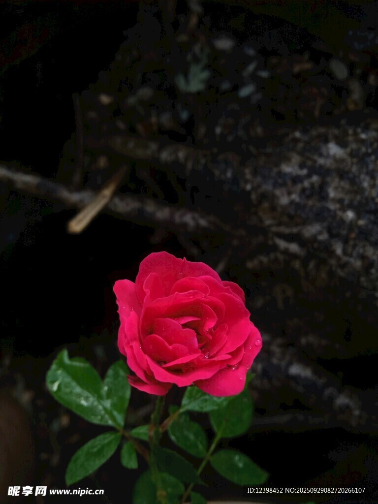 暗背景中的娇艳红玫瑰
