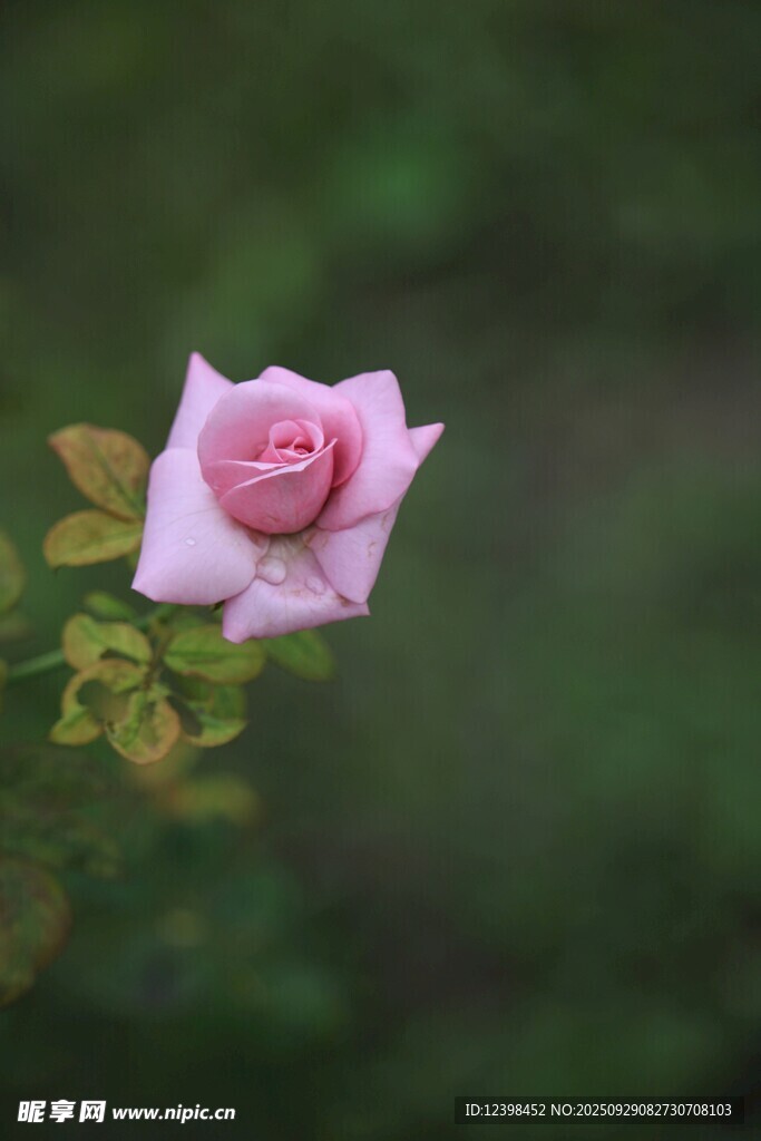 娇艳粉色单朵月季花