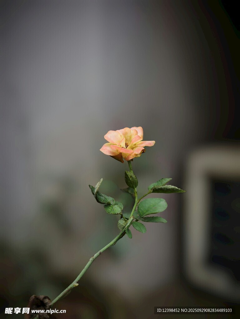 单枝粉玫瑰特写