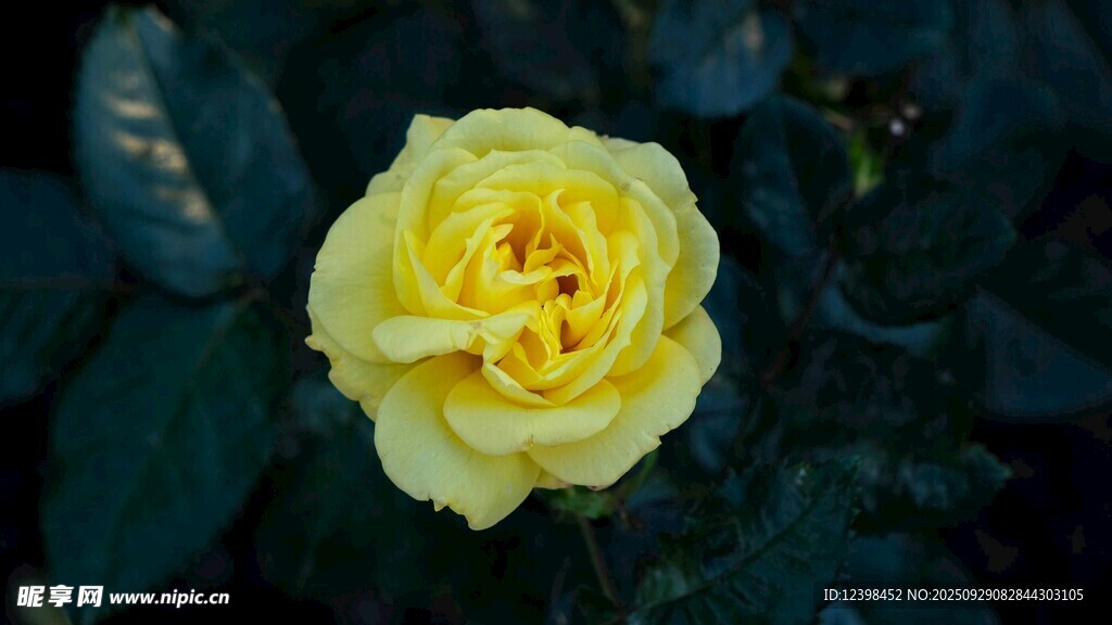 黄色娇艳月季花特写