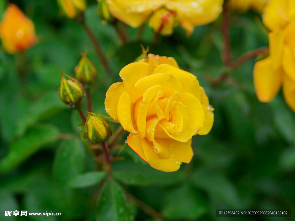 黄色娇艳月季花绽放