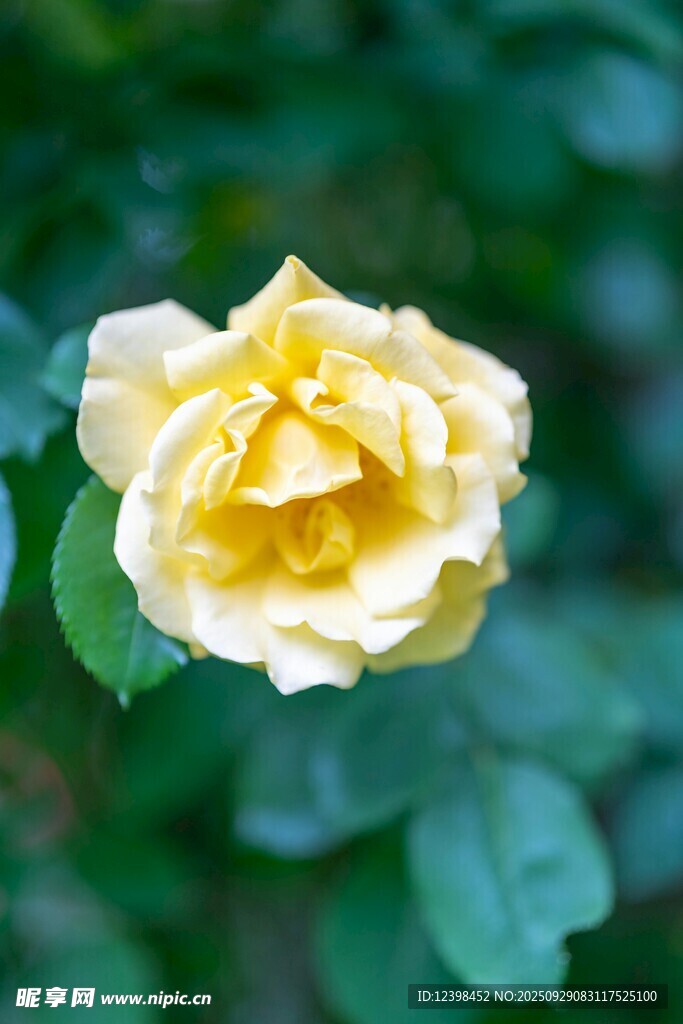 黄色娇艳月季花