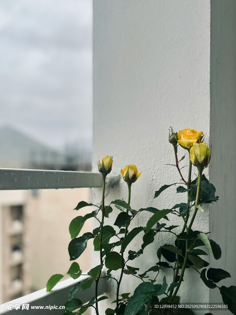 窗边绽放的黄色小花
