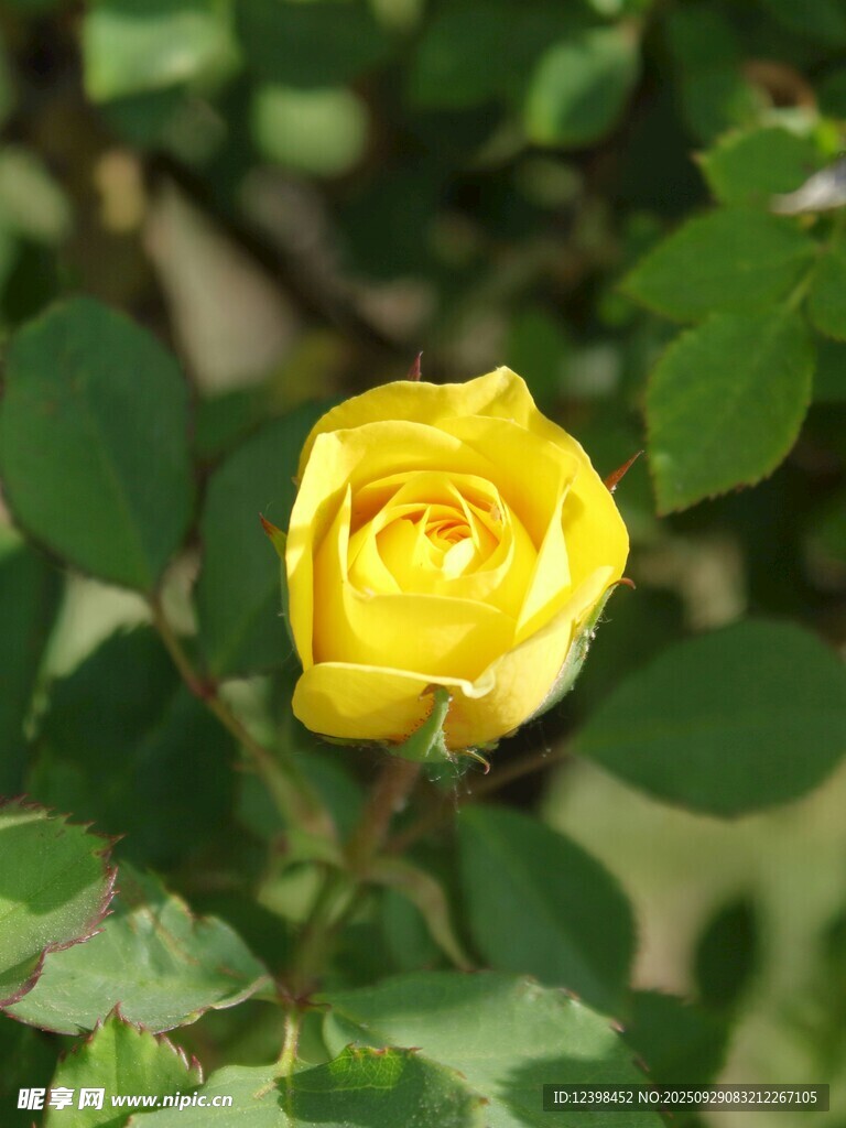 黄色玫瑰绽放绿叶间