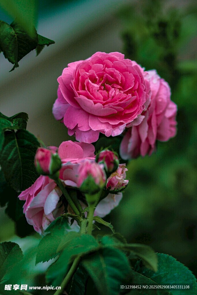 娇艳粉色月季花