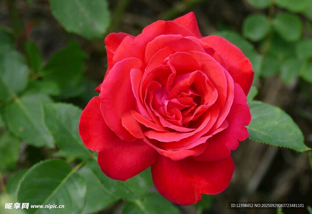 娇艳红玫瑰绽放