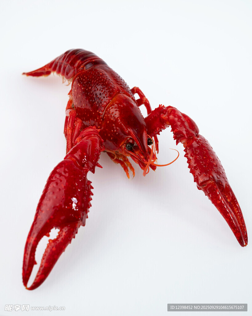 鲜活小龙虾特写