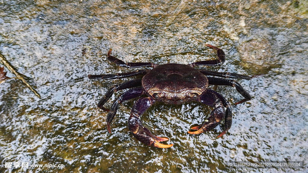 溪边螃蟹特写