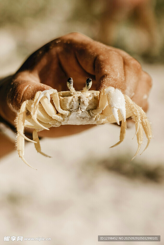 手抓螃蟹特写
