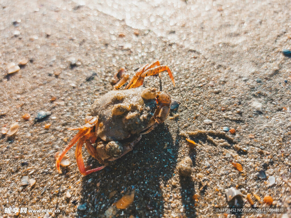 沙滩上的寄居蟹