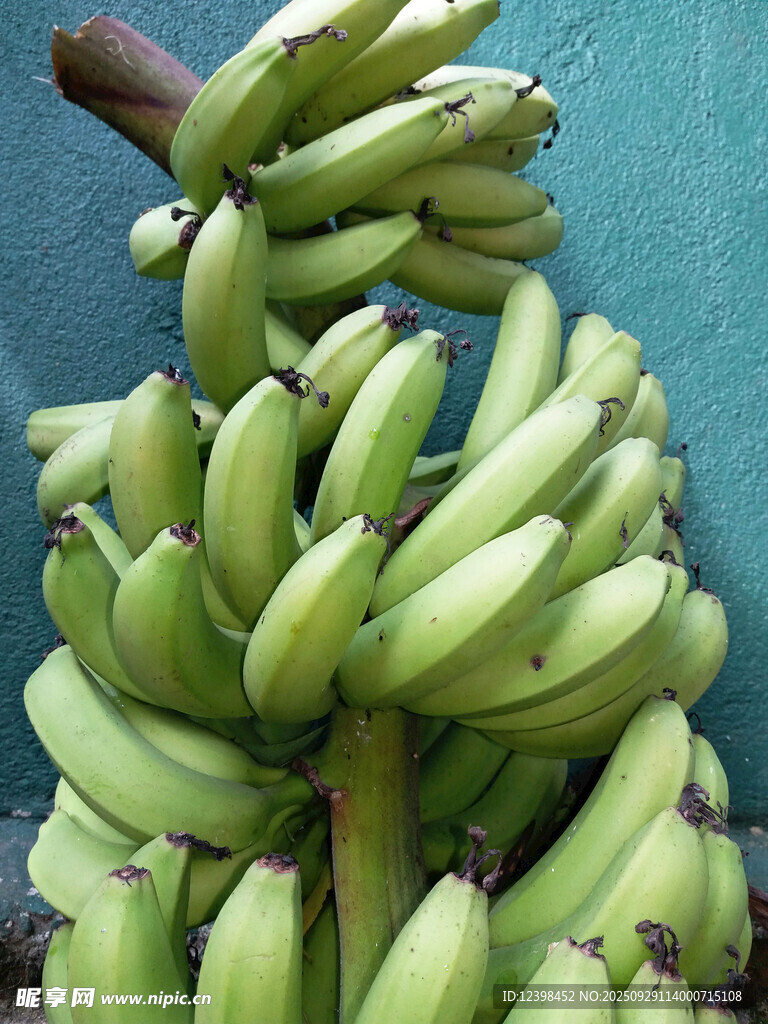 青绿成串的新鲜香蕉