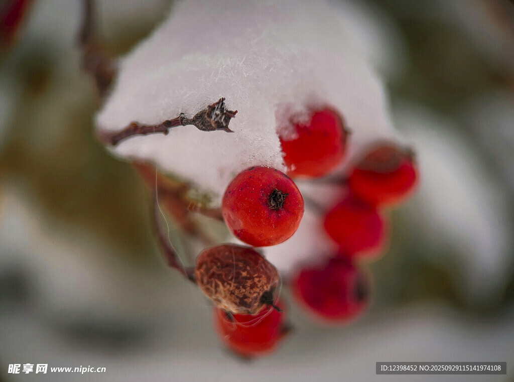 雪中红果