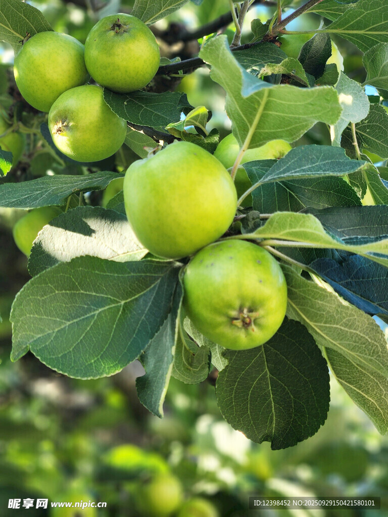 苹果