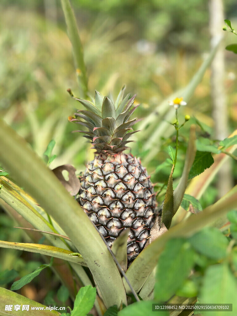 田间生长的新鲜菠萝