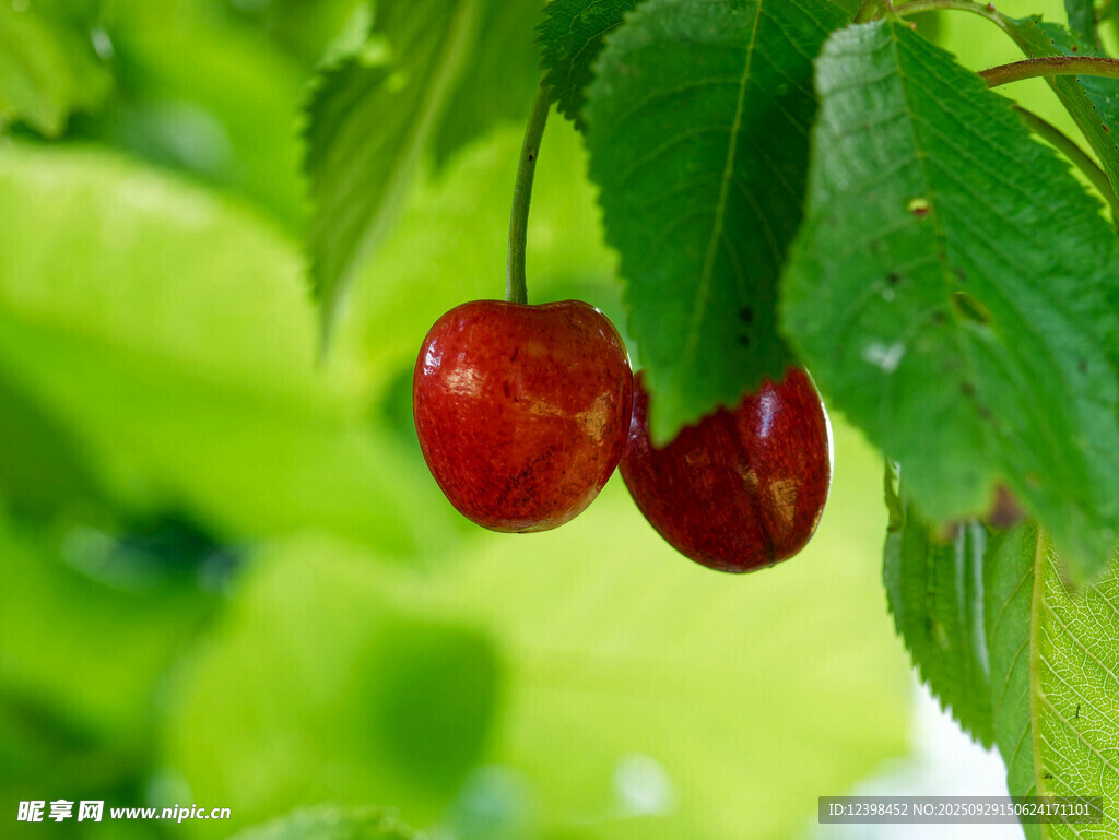 樱桃