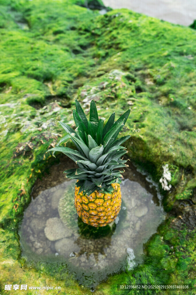 石上菠萝
