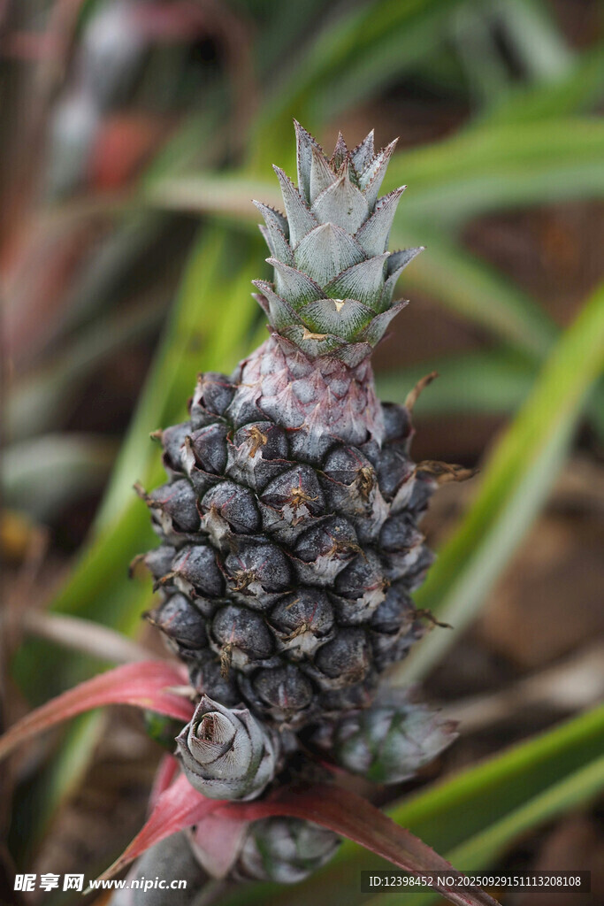 小菠萝植株特写