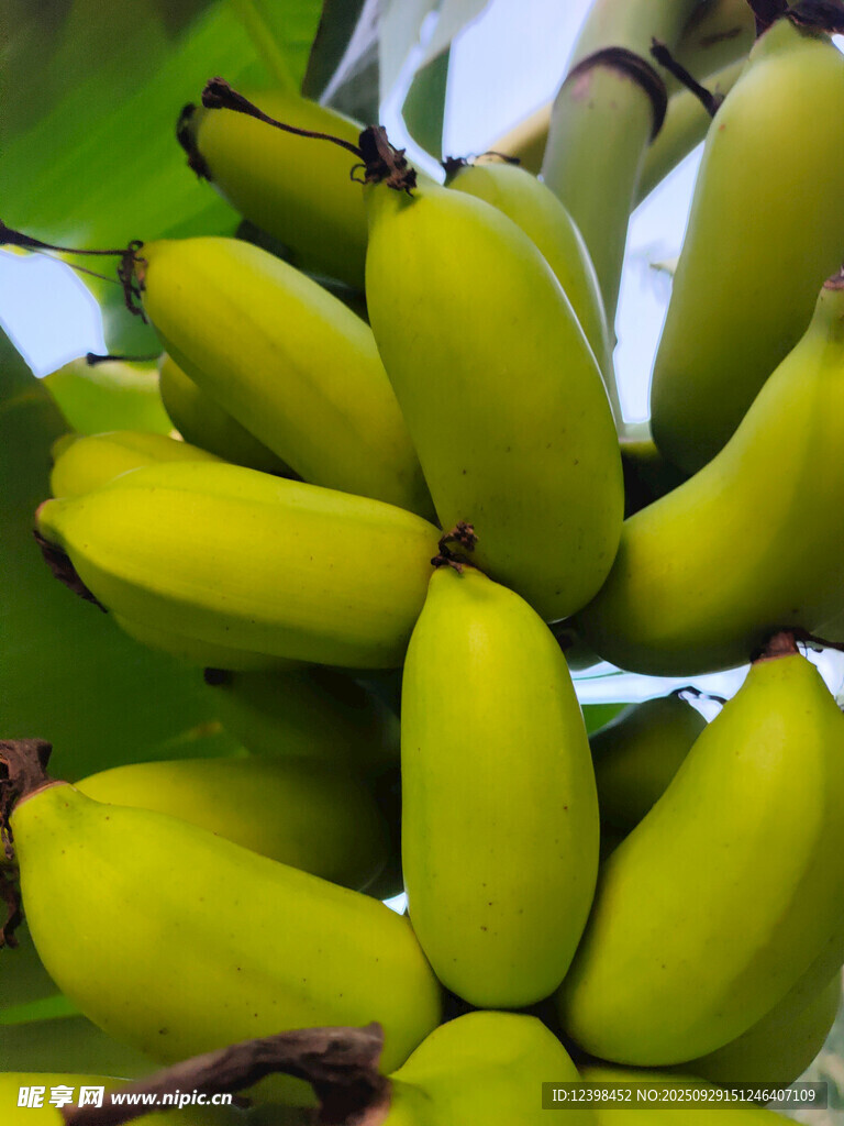 一串鲜绿的未成熟香蕉