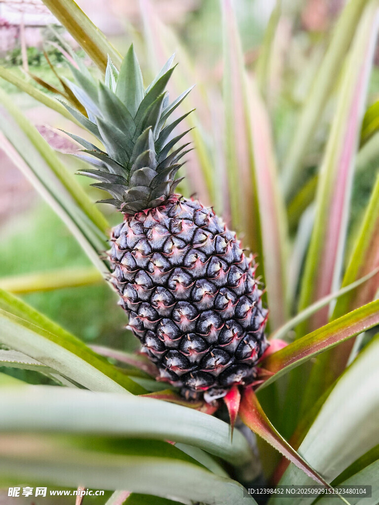 成熟的菠萝