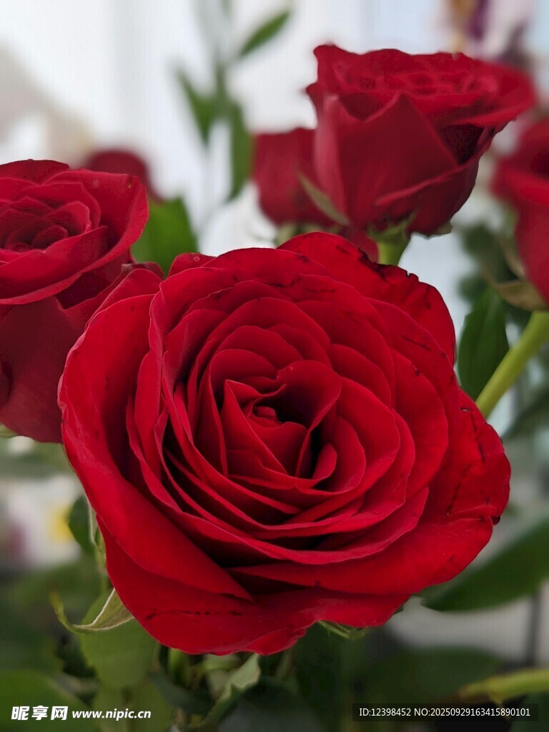 娇艳红玫瑰绽放