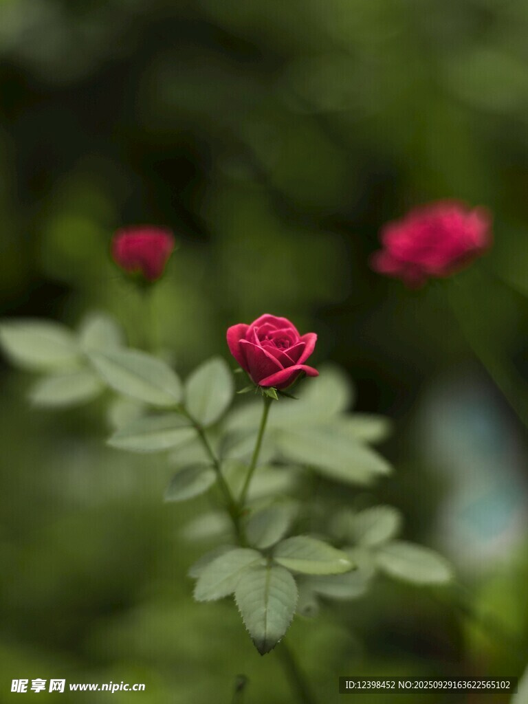 娇艳红玫瑰绽放绿叶间