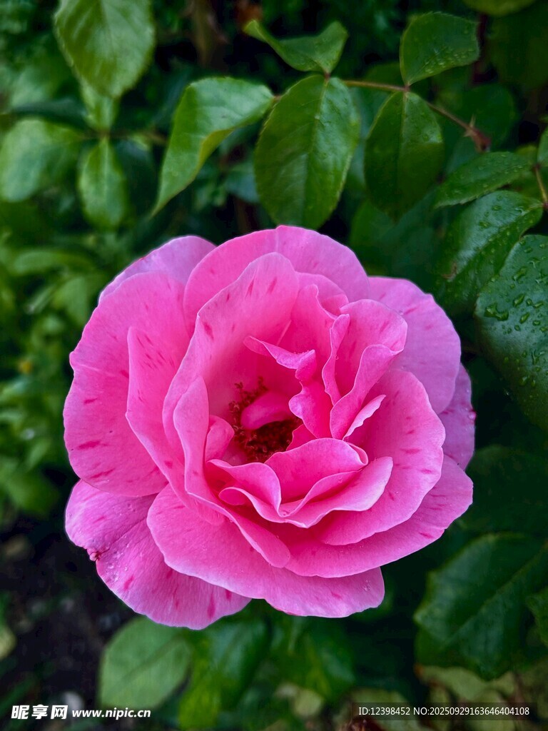 娇艳粉色月季花